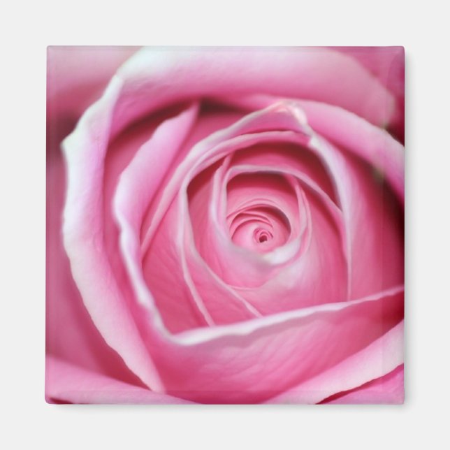 Perfekt Rosa ros Magnet (Framsidan)