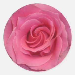 Perfekt Rosa ros Runt Klistermärke