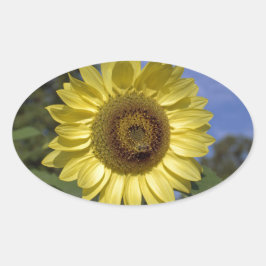 Perfekt sommar solros i blå himmel. ovalt klistermärke
