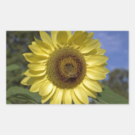Perfekt sommar solros i blå himmel. rektangulärt klistermärke