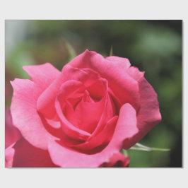 perfekt, underbar sommar het rosa ros blomma foto presentpapper