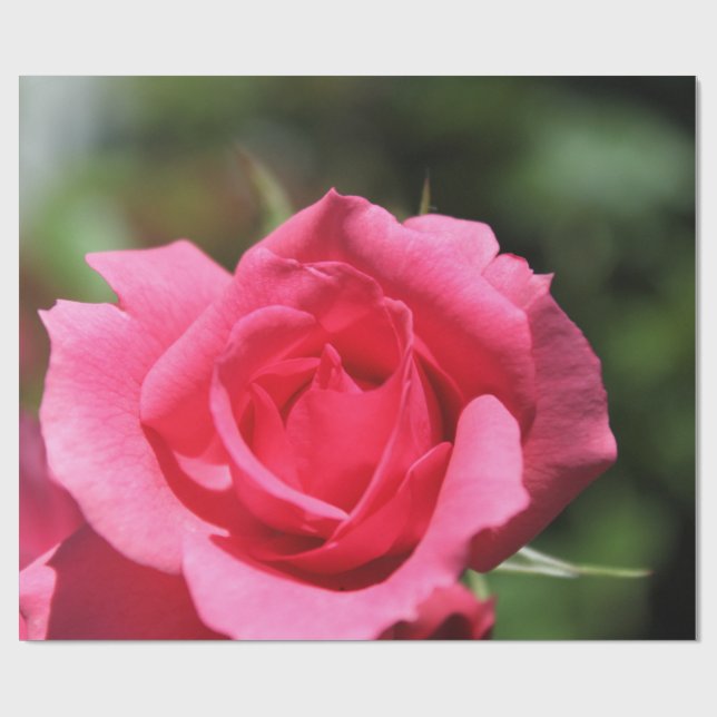 perfekt, underbar sommar het rosa ros blomma foto presentpapper (Platt)