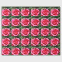 perfekt, underbar sommar het rosa ros blomma foto