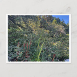 Perfekt väder vykort