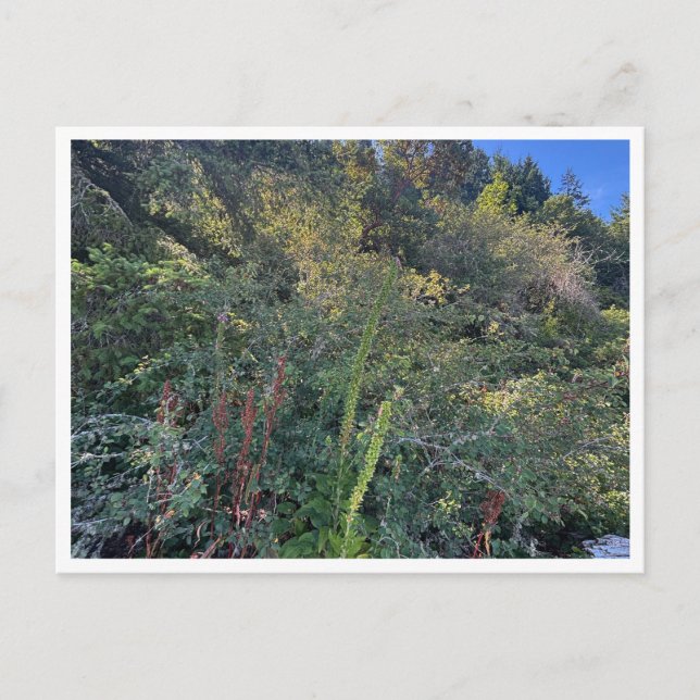 Perfekt väder vykort (Framsida)