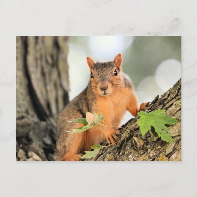 Perfekt Vykort (Framsida)