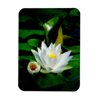 Perfekt White Vatten Lily och Bud Magnet