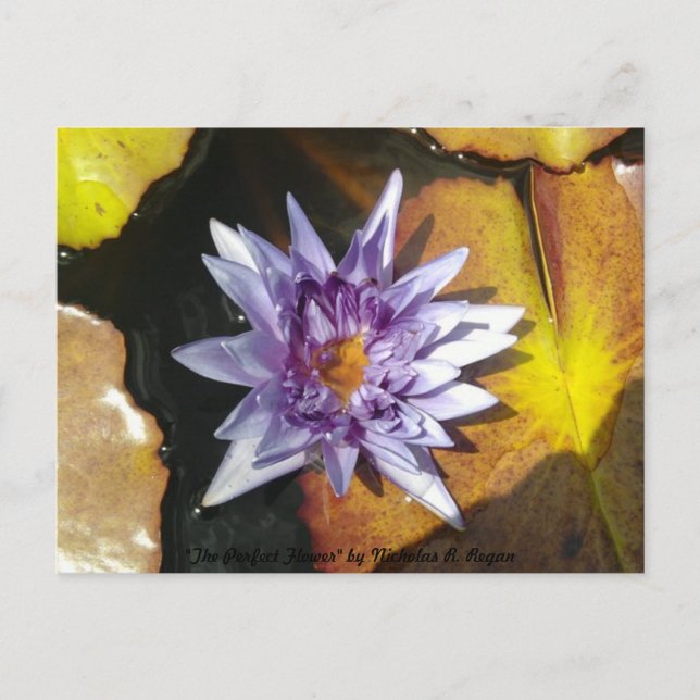 Perfekten Flower vycard Vykort (Framsida)