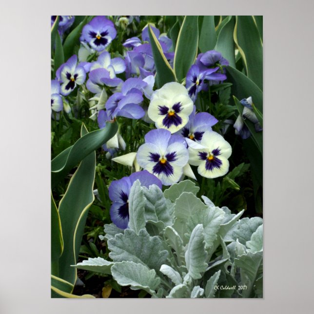 Perfekten Pansy Poster (Framsidan)