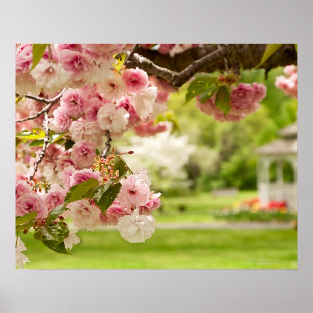 Perfektens landskap med blommande körsbär träd i poster (Framsidan)