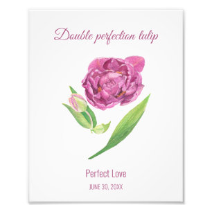Perfektion av dubbla i Lilac tulip perfekt kärlek Fototryck