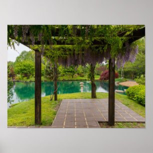 Pergola av Wisteria Poster