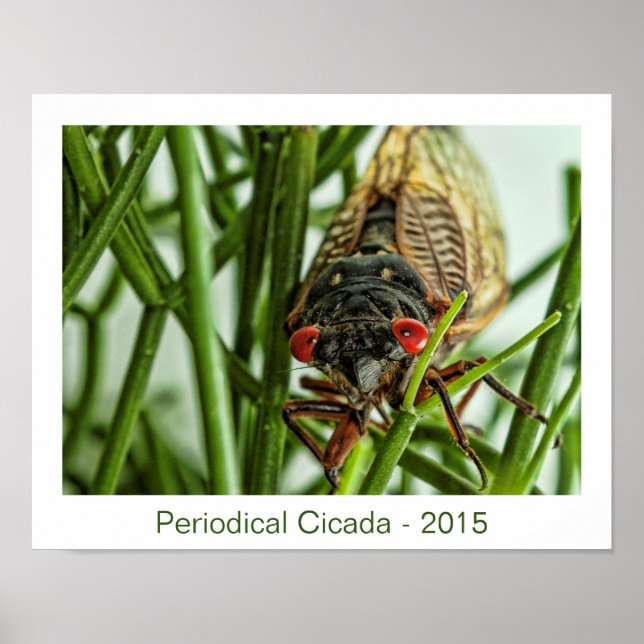 Periodiskt Cicada stort makrofoto för Insekt Poster (Framsidan)