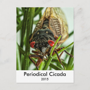 Periodiskt Cicada stort makrofoto för Insekt Vykort