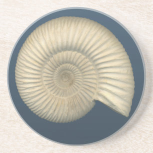 Perisphinctes Ammonite Underlägg Sandsten