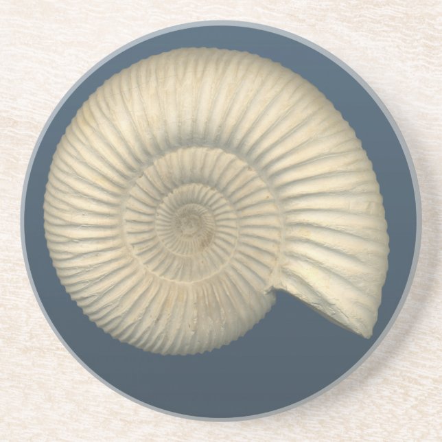 Perisphinctes Ammonite Underlägg Sandsten (Framsidan)
