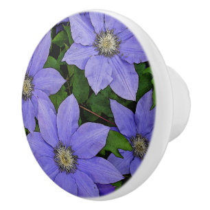 PERIWINKLE BLUE CLEMATIS KNOPP