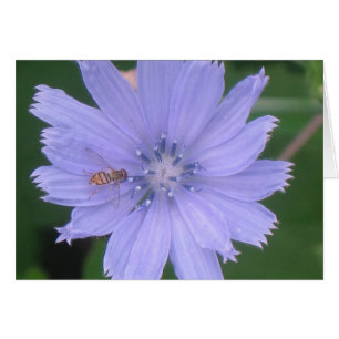 Periwinkle Blue OBS Kort