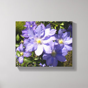 Periwinkle Clematis Canvastryck