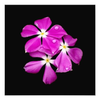 Periwinkle Flowers after Rainfall Fototryck