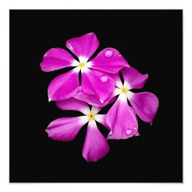 Periwinkle Flowers after Rainfall Fototryck (Framsidan)