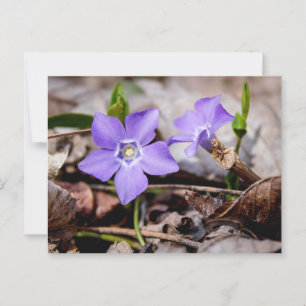 Periwinkle Flowers-vykort Vykort