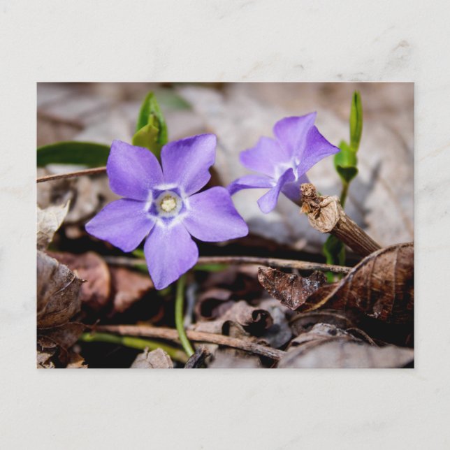 Periwinkle Flowers-vykort Vykort (Framsida)
