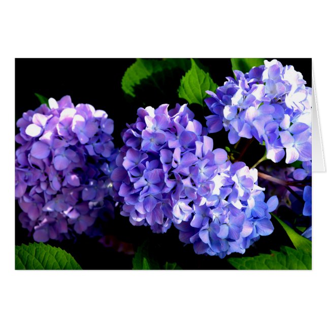 Periwinkle hydrangeas lila blommor blåa blommor hälsningskort (Framsidan Horizontal)