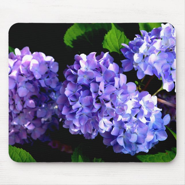 Periwinkle hydrangeas lila blommor blåa blommor musmatta (Framsidan)