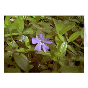 Periwinkle i Letchworth Hälsningskort