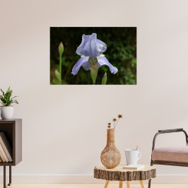 Periwinkle Iris med Raindrops Garden Poster