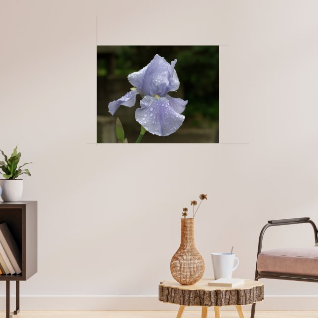 Periwinkle Iris med regndroppar Poster (Vardagsrum 3)