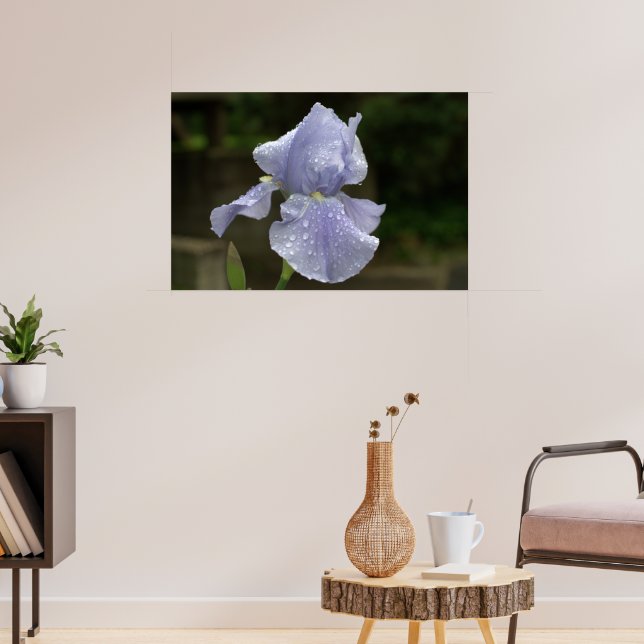 Periwinkle Iris med regndroppar Poster (Vardagsrum 3)