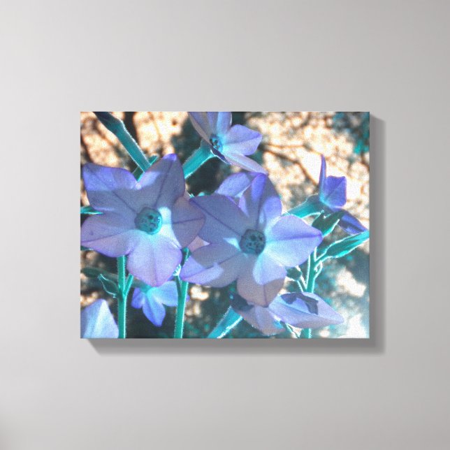 Periwinkle N Teal Nicotiana Wrapped Canvas (Framsida)