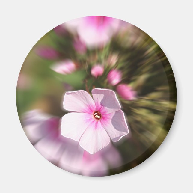 Periwinkle Zoom Magnet (Framsidan)