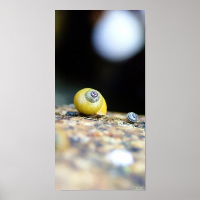 Periwinkles Poster (Framsidan)