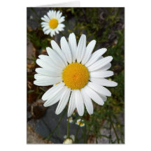 Perky White Daisy Blank-kort