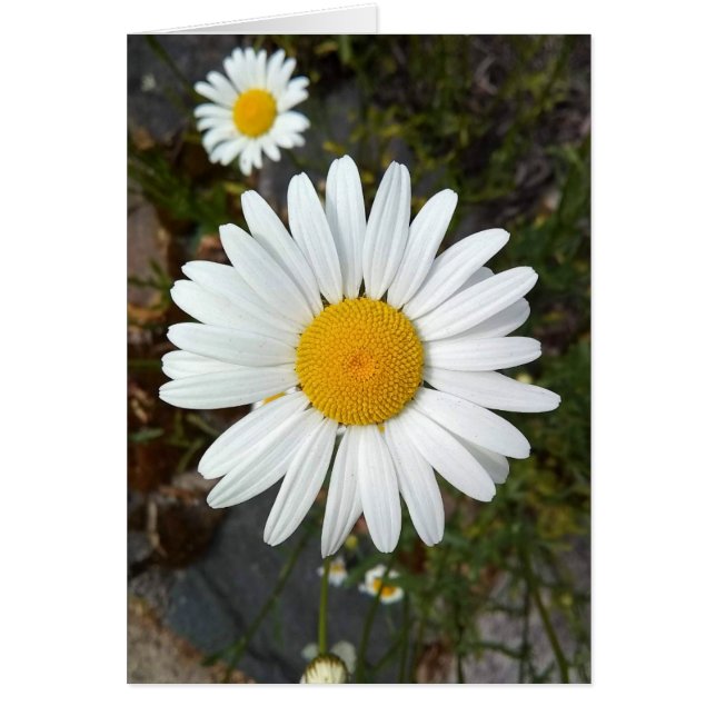 Perky White Daisy Blank-kort Hälsningskort (Framsidan)
