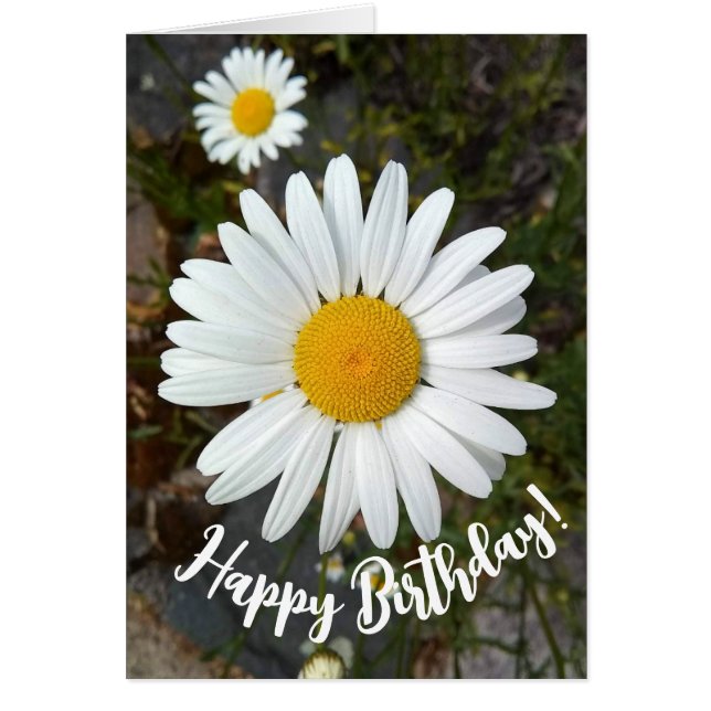 Perky White Daisy Flower Birthday Card Hälsningskort (Framsidan)
