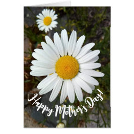 Perky White Daisy Flower Mors dag Card Hälsningskort