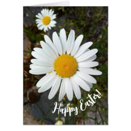 Perky White Daisy Flower Påsk Card Hälsningskort