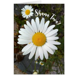 Perky White Daisy Flower Rosh Hashanah Card Hälsningskort
