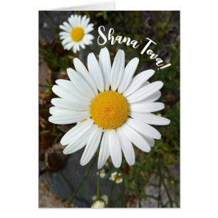 Perky White Daisy Flower Rosh Hashanah Card Hälsningskort