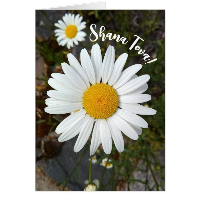 Perky White Daisy Flower Rosh Hashanah Card Hälsningskort (Framsidan)