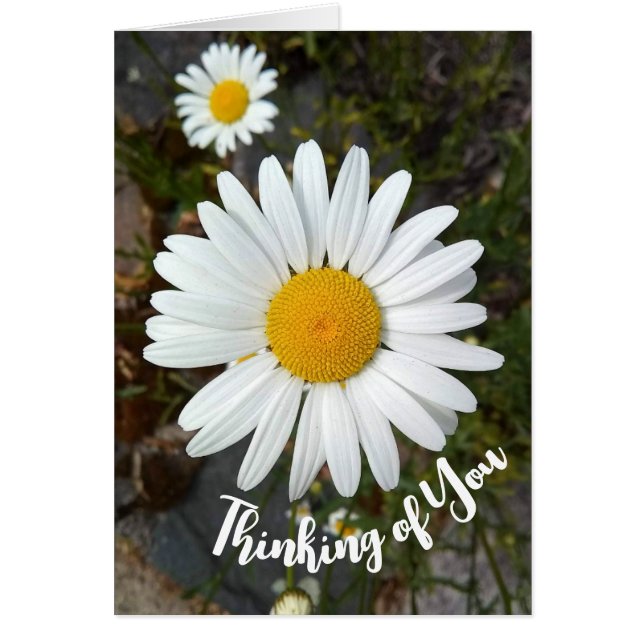 Perky White Daisy Flower Thinking Card Hälsningskort (Framsidan)