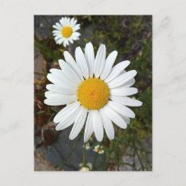 Perky White Daisy Flower vycard Vykort