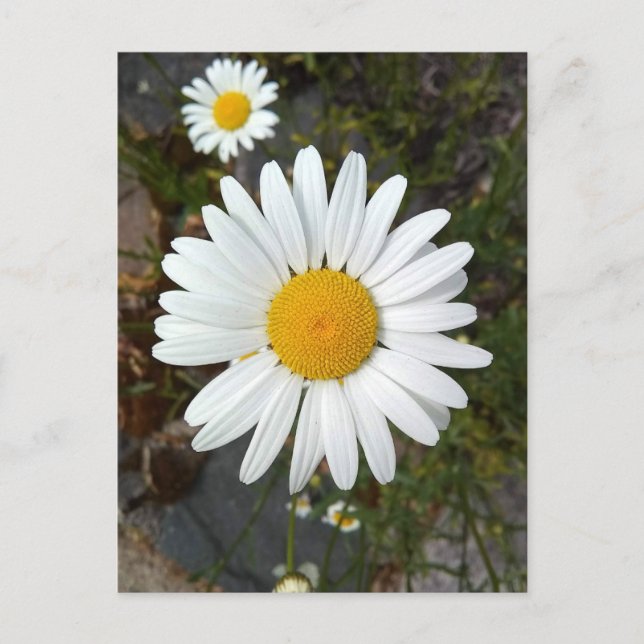 Perky White Daisy Flower vycard Vykort (Framsida)