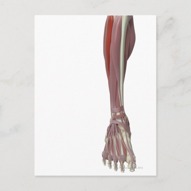 Peroneus Longus Vykort (Framsida)