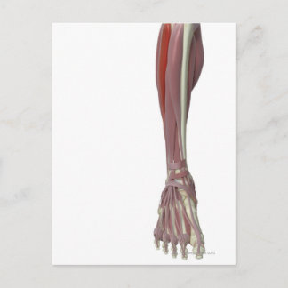 Peroneus Longus Vykort