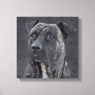 Perro de Presa Canario - Dogo Canario Canvastryck